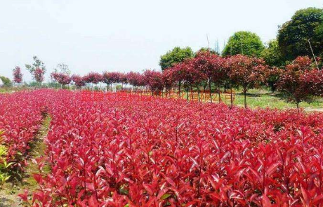 紅葉石楠