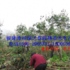 福建漳州基地傾銷 秋楓胸徑5-10公分袋苗假植苗 農戶價格