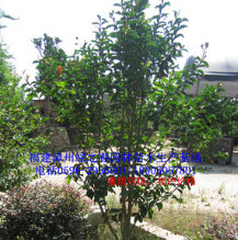 綠化苗木喬木 小葉紫薇胸徑3-5公分 袋苗 福建漳州基地傾銷
