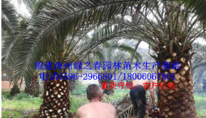 批發漳州加拿利海棗假植苗 福建刺葵海棗桿高100-200cm 物美價廉