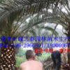 批發漳州加拿利海棗假植苗 福建刺葵海棗桿高100-200cm 物美價廉