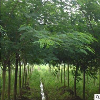 綠化工程苗木基地大量現貨 優質合歡樹 金合歡