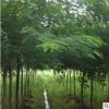 綠化工程苗木基地大量現貨 優質合歡樹 金合歡