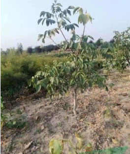 核桃樹