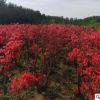 批發映山紅/杜鵑/園林綠化/庭院種植/基地直銷/園林綠化