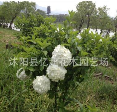 自產自銷庭院花卉植物木本繡球苗 白繡球瓊花樹 繡球花地栽綠化苗
