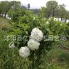 自產自銷庭院花卉植物木本繡球苗 白繡球瓊花樹 繡球花地栽綠化苗