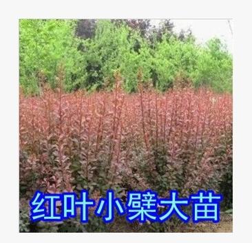批發綠化工程苗木紅葉女貞苗 紅葉小波苗 紅葉小檗苗 紅葉小檗苗