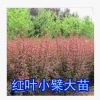 批發綠化工程苗木紅葉女貞苗 紅葉小波苗 紅葉小檗苗 紅葉小檗苗