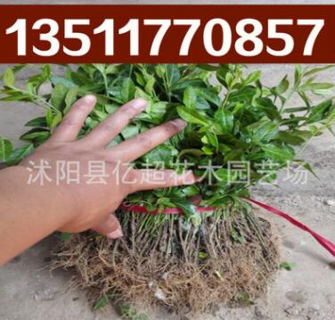 批發爬藤植物衛矛 小葉扶芳藤苗 扶芳藤小苗 四季長青