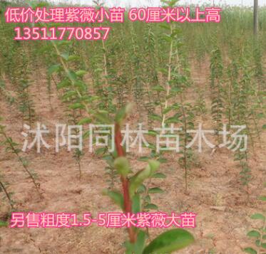 低價批發紅花紫薇小樹苗