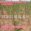 低價批發紅花紫薇小樹苗