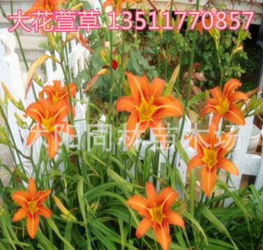 批發大花萱草 小苗 忘憂草 花卉苗木 萱草苗 大花萱草苗