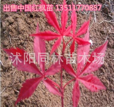 基地直銷 紅楓苗 日本紅楓苗 中國紅楓苗 中國紅 三季紅