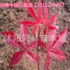 基地直銷 紅楓苗 日本紅楓苗 中國紅楓苗 中國紅 三季紅