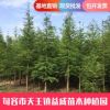 基地直供池杉 池杉 園林道路綠化工程