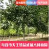 批發(fā)供應(yīng)高品質(zhì)樸樹 園林綠化景觀樹 公園庭蔭樹行道風(fēng)景綠化樹