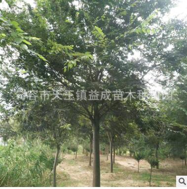 句容種植基地批發直供多年生綠化工程櫸樹