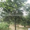 句容種植基地批發(fā)直供多年生綠化工程櫸樹