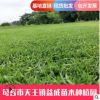 廠家批發(fā)綠化真草坪草皮百慕大草皮 耐踐踏公園球場草皮量大