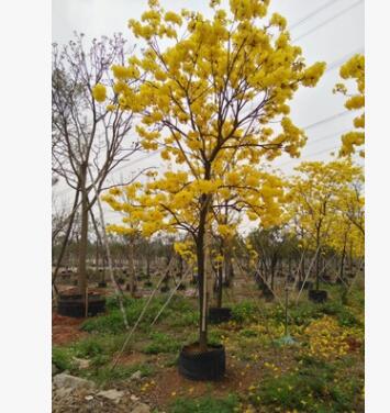 黃花風鈴木 風鈴木基地直銷 大量批發房地產苗木