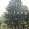 樂(lè)昌含笑