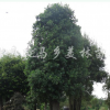 楊梅