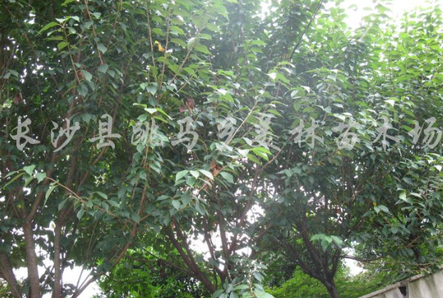 櫻花