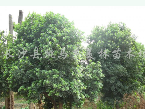楊梅
