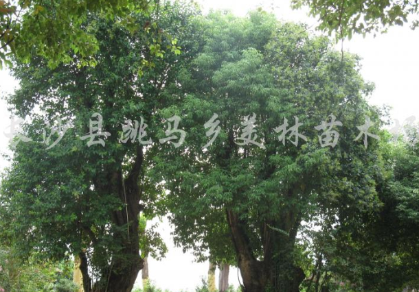 大葉女貞