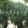 大葉女貞