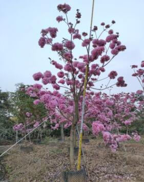 繡球花風(fēng)鈴木 櫻花楓林木 樓盤行道樹多花紫花風(fēng)鈴木