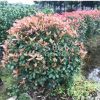 綠化工程專用紅葉石楠球園林景觀樹規格齊全
