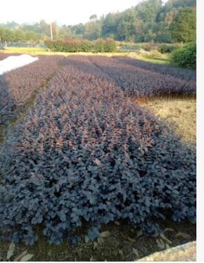 工程綠化紅花繼木色塊小毛球湖南基地