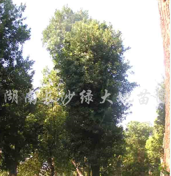 楊梅