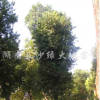 楊梅