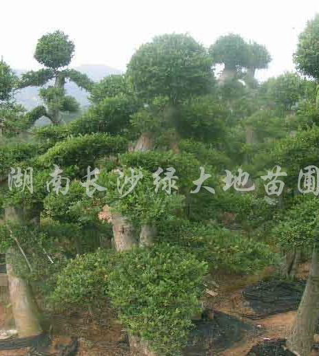 榆樹