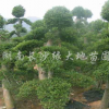 榆樹