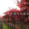 紅楓