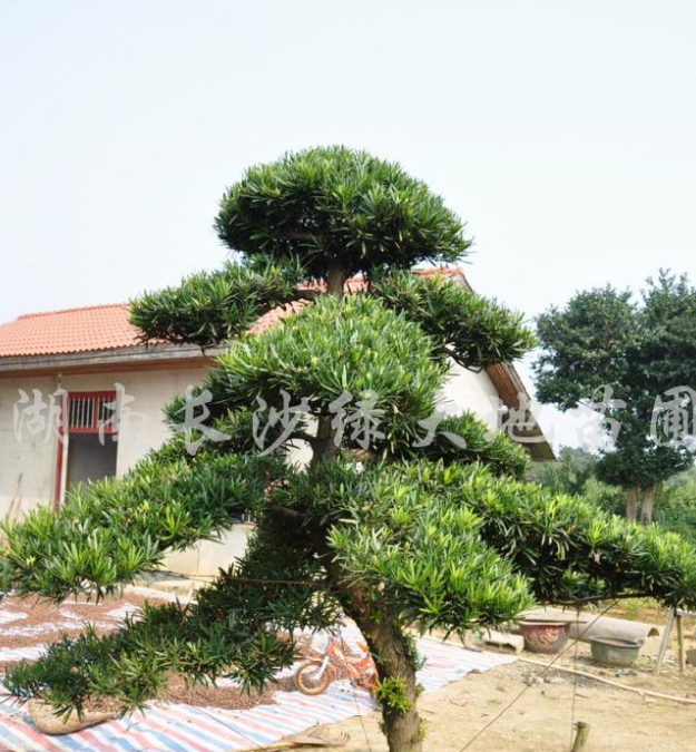 羅漢松