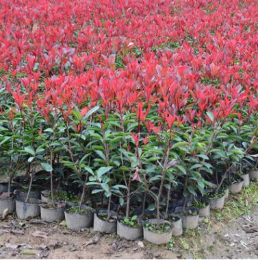 基地供應(yīng)紅葉石楠樹苗 工程園林綠化小苗批發(fā) 高桿紅葉石楠苗