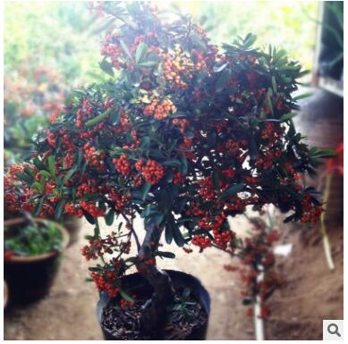 火棘沙棘樹樁基地直銷 觀果植物四季陽臺(tái)客廳庭院