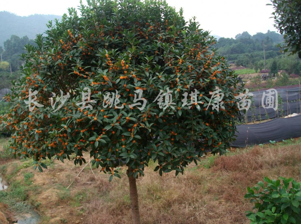 火紅丹桂