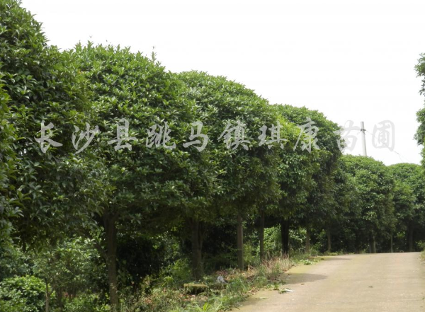 精品桂花