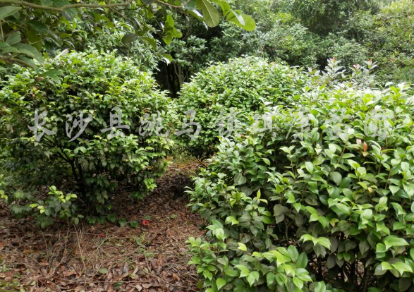 茶花球
