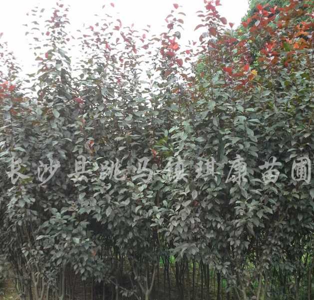 紅葉李