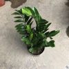 金錢(qián)樹(shù)盆栽綠植花卉觀賞植物觀葉植物美化環(huán)境凈化空氣