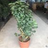 基地直銷(xiāo)福祿桐錢(qián)多多金錢(qián)兜老樁造型盆栽植物花卉批發(fā)