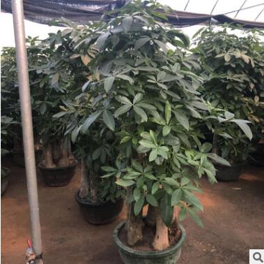 三桿五桿單桿發(fā)財樹盆栽大型綠植室內(nèi)客廳辦公室開業(yè)喬遷綠化植物