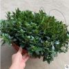 室內(nèi)桌面花卉360#金魚(yú)花盆栽觀花植物凈化空氣去甲醛
